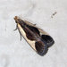 Cream-edged Dichomeris Moth - Photo (c) Susan Elliott, some rights reserved (CC BY-NC), uploaded by Susan Elliott