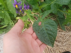 Solanum dulcamara