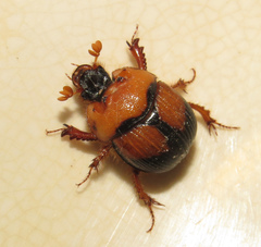 Bolbocerosoma bruneri
