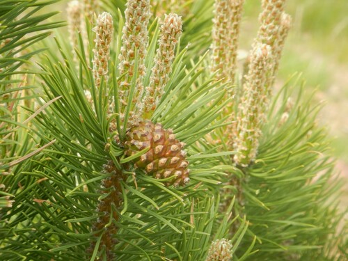 Image of Pinus uncinata by no rights reserved
