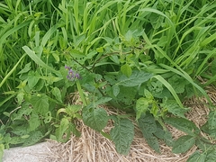 Solanum dulcamara