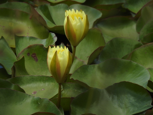Image of Nymphaea mexicana by (c) Duarte Frade, some rights reserved (CC BY)