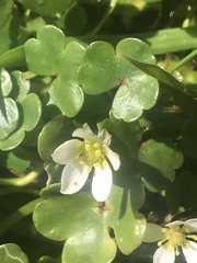 Ranunculus omiophyllus