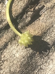 Ranunculus omiophyllus