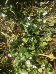 Ranunculus omiophyllus