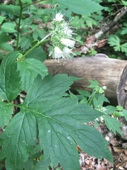 Hydrophyllum virginianum