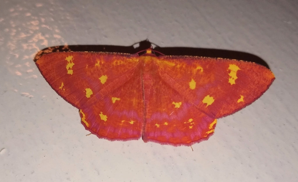 Eumelea rubrifusa