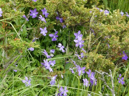 Image of Viola cornuta by no rights reserved