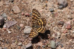 Epelis truncataria