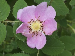 Rosa