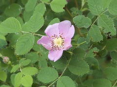 Rosa