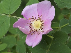Rosa