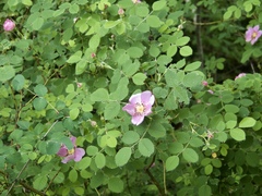 Rosa