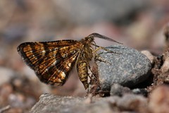 Epelis truncataria