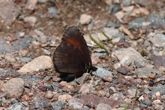 Erebia discoidalis