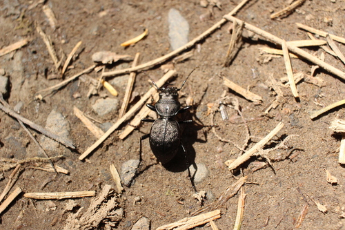 Greater Night-stalking Tiger Beetle photo 4