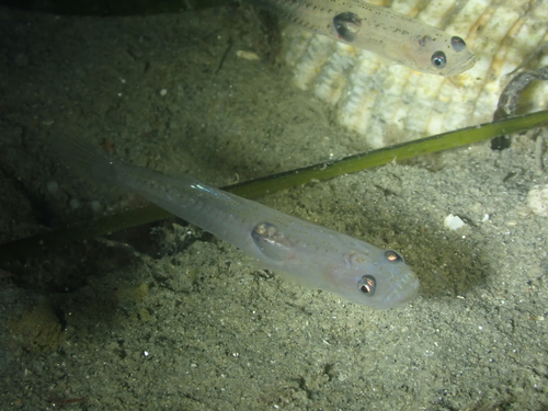Transparent Goby, photo 9 of 9