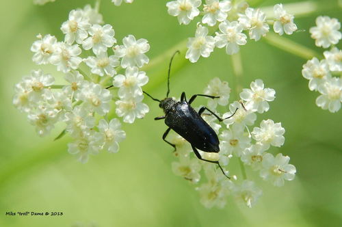 iNaturalist observation photo of Toxoleptura pernigra