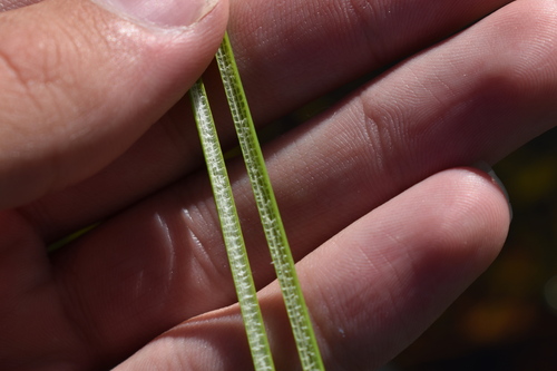 Image of Eleocharis cellulosa by (c) Kristály Cravens-Liszak, some rights reserved (CC BY)