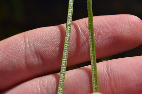 Image of Eleocharis cellulosa by (c) Kristály Cravens-Liszak, some rights reserved (CC BY)