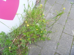 Sisymbrium officinale