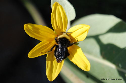 iNaturalist observation photo of Yellow-faced Bumble Bee