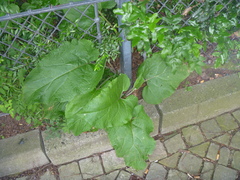 Arctium