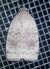 Austrocarea iocephala