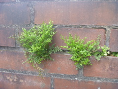 Asplenium ruta-muraria