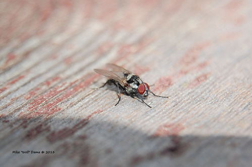 iNaturalist observation photo of Anthomyia oculifera