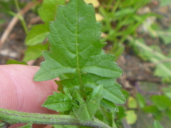 Sisymbrium officinale