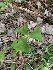 Trillium cernuum