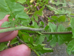 Sisymbrium officinale