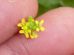 Sisymbrium officinale