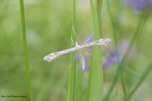 iNaturalist observation photo of Yarrow Plume Moth