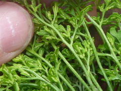 Asplenium ruta-muraria