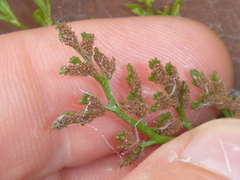 Asplenium ruta-muraria