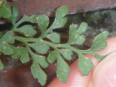 Asplenium ruta-muraria