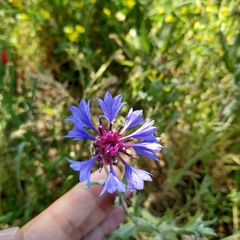 Centaurea cyanus