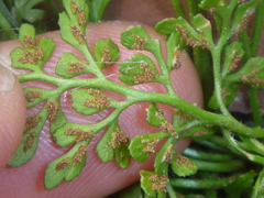 Asplenium ruta-muraria