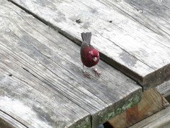 Carpodacus formosanus