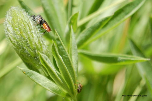 iNaturalist observation photo of Sawflies (Suborder Symphyta)