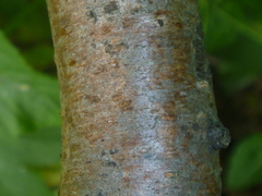 Prunus