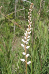 Aletris farinosa