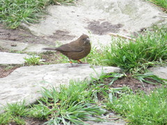 Carpodacus formosanus