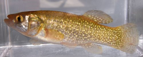 Gulf Killifish