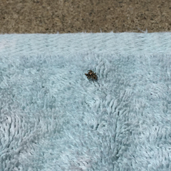 Habronattus klauseri