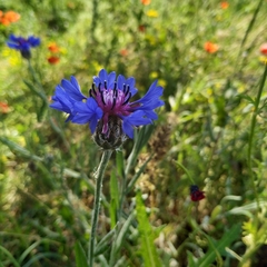 Centaurea cyanus