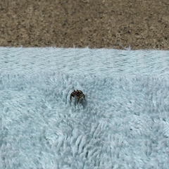 Habronattus klauseri