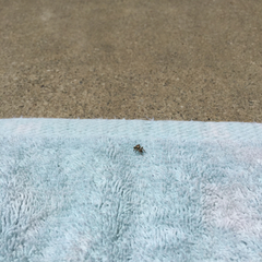 Habronattus klauseri